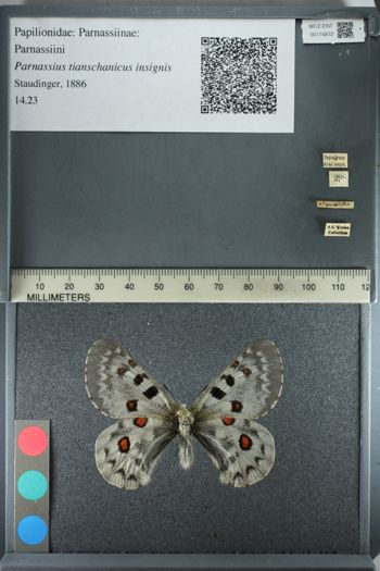 Media type: image;   Entomology 174872